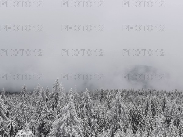 Snowy winter forest under thick fog, conveys a quiet and cold atmosphere, hiking in the