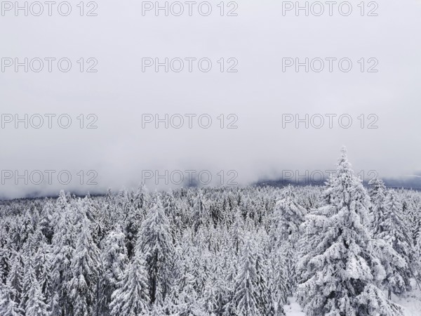 Snow-covered trees under a grey sky in a peaceful winter landscape, hiking on Ochsenkopf in the
