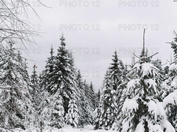 Snow-covered forest with dense fir trees (abies) under a grey sky, hiking in the Fichtelgebirge