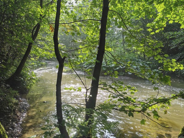 Light falls through the trees on a gently flowing river, which creates a peaceful scene, hiking in