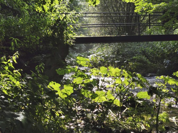 A small bridge crosses a river, surrounded by lush vegetation and soft light, Steinachklamm, hiking