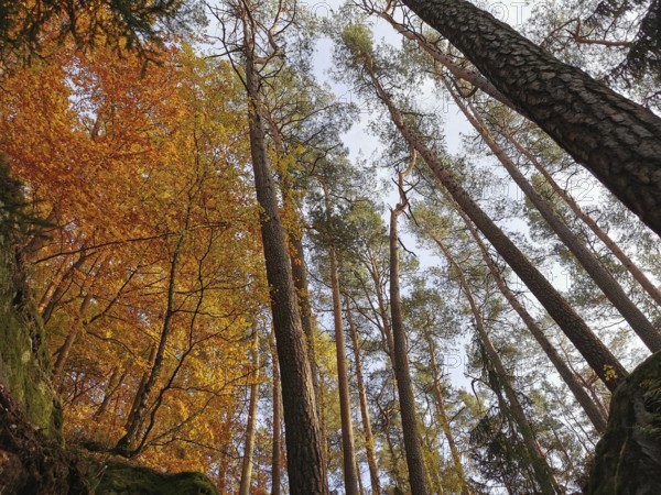 Tall trees with orange autumn leaves that rise into the sky are hiking in the Franconian Forest