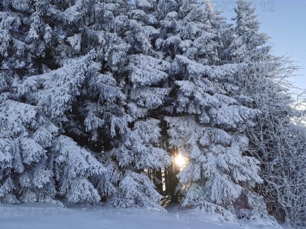 Snowy trees with sunlight breaking through, in a wintery forest scene, winter, hiking in the