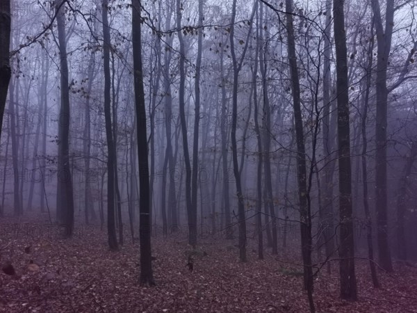 Dense, fog-covered forest in purple light with gloomy trees and leaves create a mystical