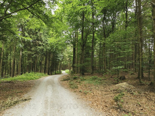 A winding forest trail, lined with thick trees and fresh greenery, invites you to take a walk, hike