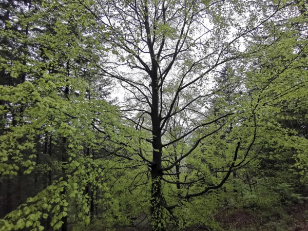 Large beech (fagus) with dense green leaves in the lush spring forest, Franconian Forest nature