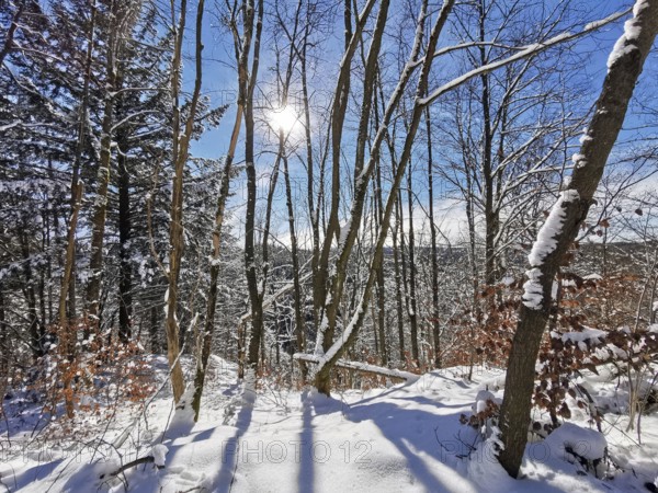 Bright winter forest with sun and blue sky, the light casts long shadows on the snow, winter,