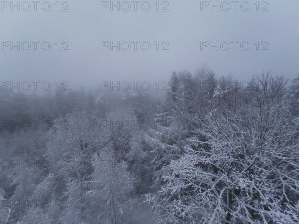 Foggy, icy winter forest, where the trees disappear under a thick blanket of fog from above,