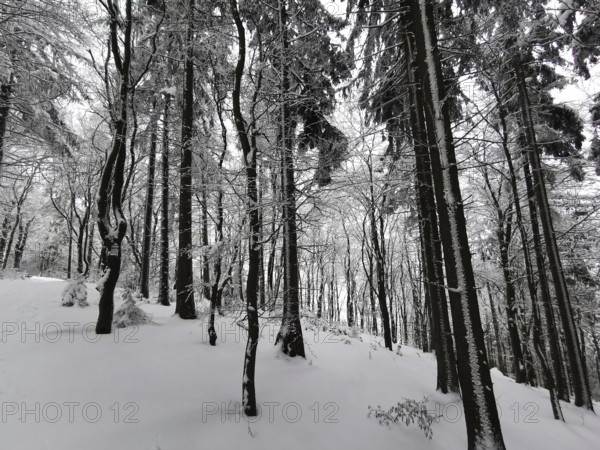 Dark forest with snowy trees showing a quiet and cold winter landscape, winter, hiking in the