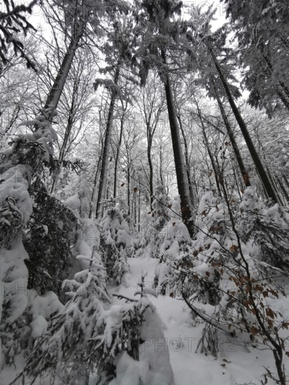 Dense winter forest, rich in snow and frost-covered branches, looking up at the treetops that