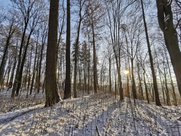 Snowy forest with sun rays and shade that create a peaceful atmosphere, Franconian Forest nature