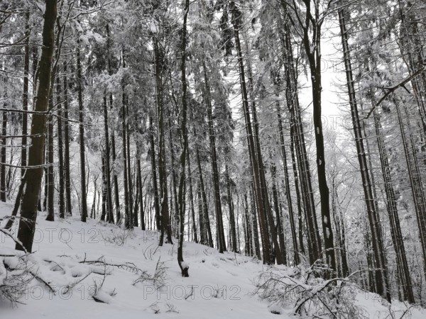 Snowy forest with tall trees under a quiet and quiet winter landscape, Franconian Forest nature