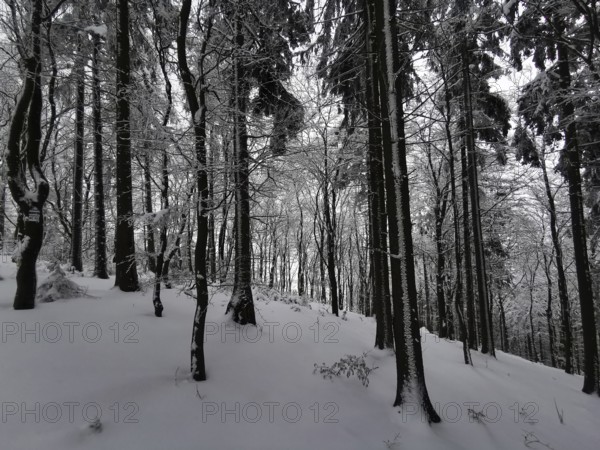 Snowy forest in a quiet winter landscape with dark shades, winter, hiking in Frankenwad nature park