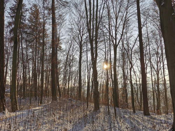 Winter forest with sun shining through bare trees and casting long shadows, Franconian Forest