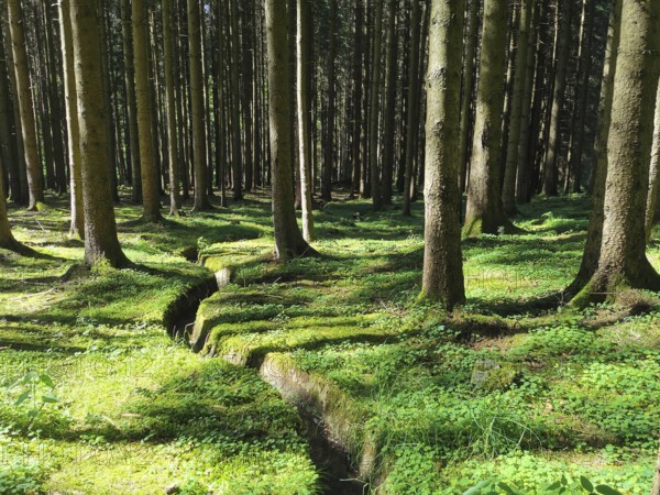 Dense forest covered with moss, where light and shadow play harmoniously, hiking along the