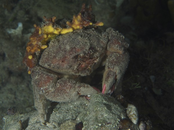 A camouflaged crab, woolly crab (Dromia personata) sits covered with golden sponge (Aplysina