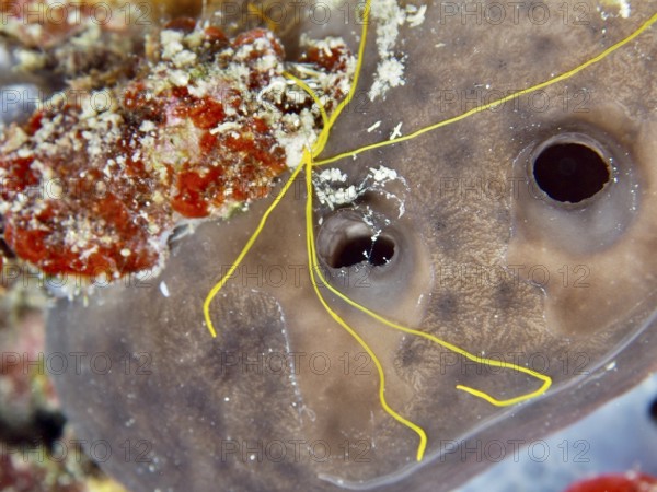 Spaghetti worm (Terebella lapidaria) with conspicuous yellow tentacles on a sea sponge. Dive site
