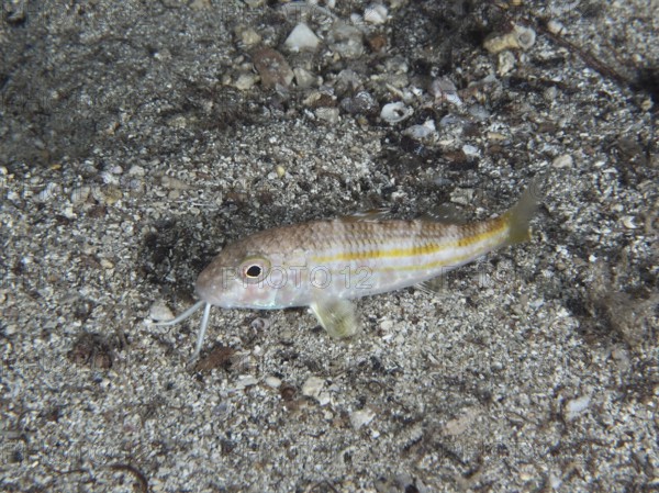 A small fish with light-coloured stripes, striped barb (Mullus surmuletus) juvenile, resting on a