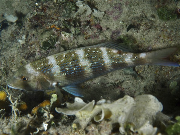 An elongated fish with blue spots, dentex dentex, swims above a sandy seabed. Dive site House reef,