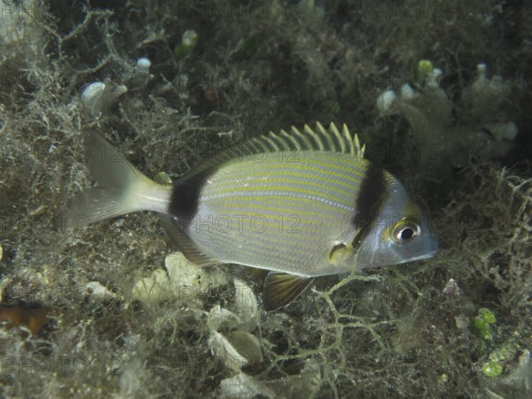 A striped fish, two-banded seabream (Diplodus vulgaris), swims through an underwater landscape.