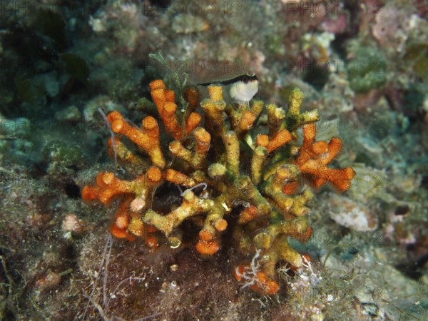 Vibrant orange teardrop coral (Myriapora truncata) with a small fish on top. Dive site House Reef,