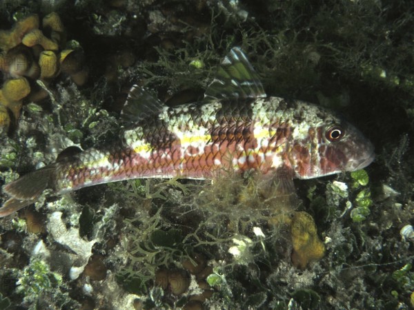 A patterned fish, striped barb (Mullus surmuletus), resting in the water at night among the algae.