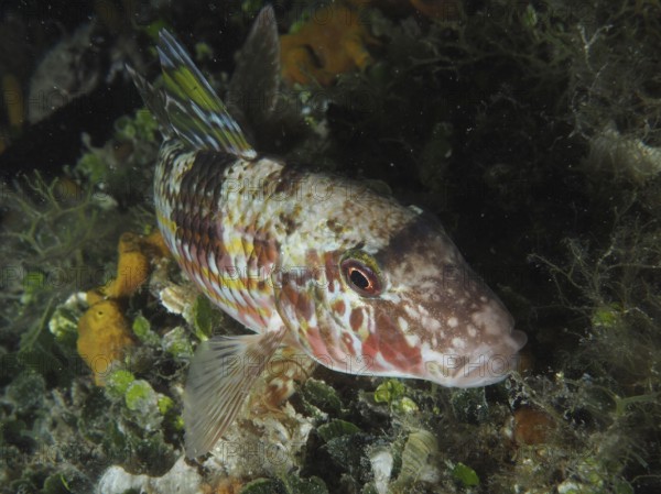 A colourful fish with reddish patterns, striped barb (Mullus surmuletus), rests between algae on