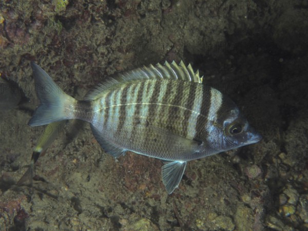 Striped fish, pointed bream (Diplodus puntazzo), in side view on the seabed. Dive site House Reef,