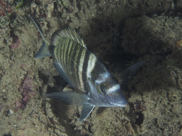 Striped fish, Pinniped (Diplodus puntazzo), on a dark, sandy seabed. Dive site House Reef, Stoja,