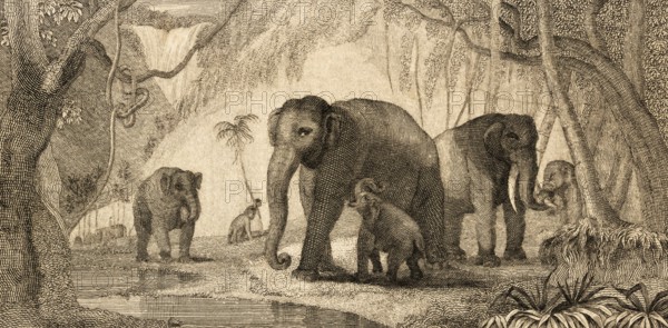 Wild elephants, India, tropical vegetation, agaves, lianas, watering hole, young animals, parents,
