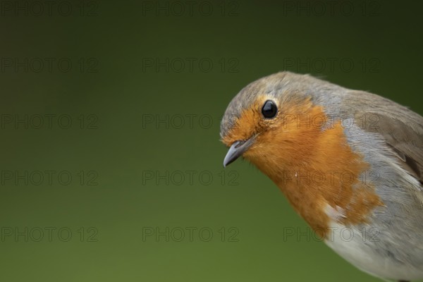 European robin (Erithacus rubecula) adult garden bird head portrait, Suffolk, England, United