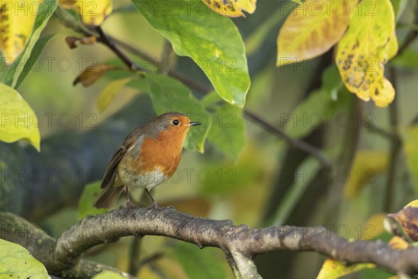 European robin (Erithacus rubecula) adult garden bird in a magnolia tree with autumn colour leaves,