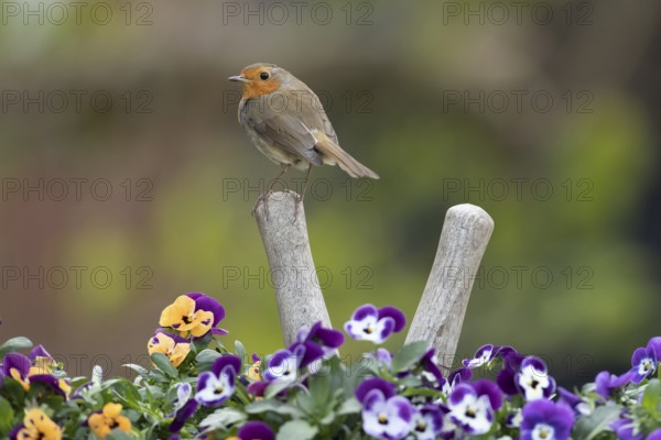 European robin (Erithacus rubecula) adult garden bird on a pair of shears handle in a plant pot