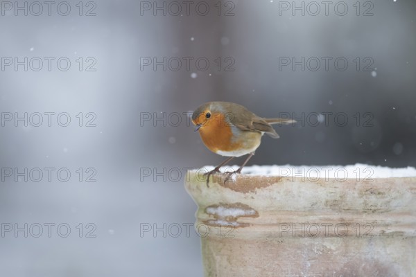 European robin (Erithacus rubecula) adult garden bird on a snow covered plant pot in winter,