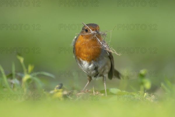 European robin (Erithacus rubecula) adult garden bird collecting nesting material in its beak in