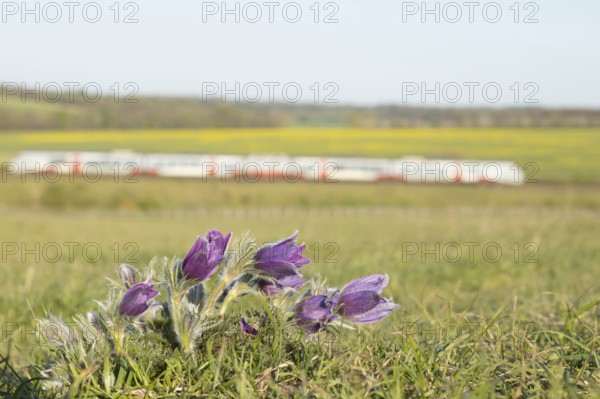 Pasqueflower (Pulsatilla vulgaris) wild plant flowers on a grass bank with a train passing by in