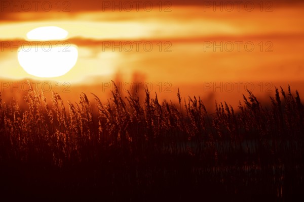 Common reed (Phragmites australis) plants reedbed backlit at sunset, RSPB Minsmere nature reserve,
