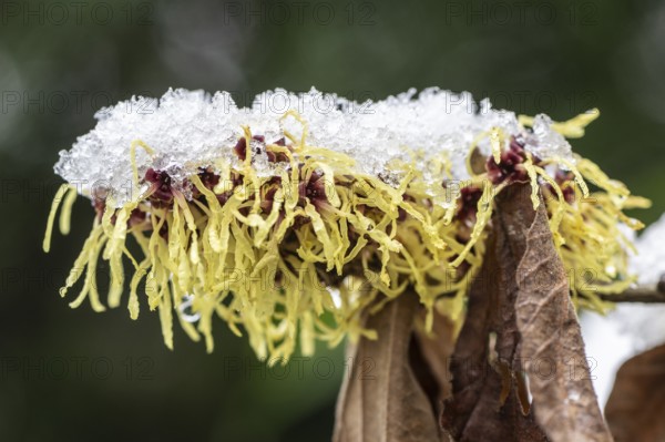 Witch hazel (Hamamelis mollis Pallida), Emsland, Lower Saxony, Germany