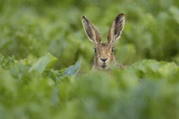 European brown hare (Lepus europaeus) adult animal in a sugar beet crop in a farmland field in