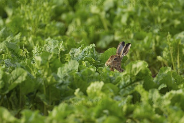 European brown hare (Lepus europaeus) adult animal feeding in a sugar beet crop in a farmland field