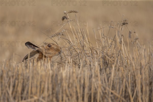 European brown hare (Lepus europaeus) adult animal feeding on a wheat sheath in a farmland stubble