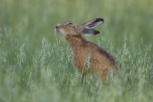 European brown hare (Lepus europaeus) adult animal feeding in a farmland oat cereal field in