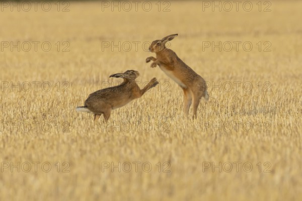 European brown hare (Lepus europaeus) two adult animals hares boxing fighting in a farmland stubble