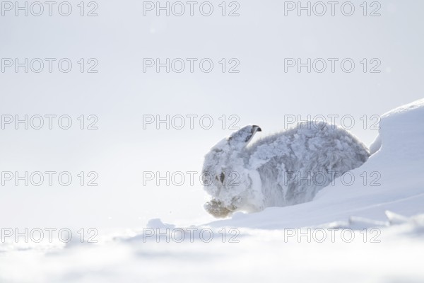 Mountain hare (Lepus timidus) adult animal in its white coat in snow on a mountain in winter,