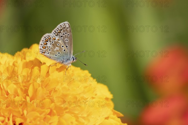 Common blue butterfly (Polyommatus icarus) adult insect feeding on a garden French marigold flower