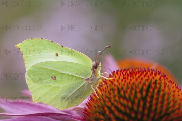 Brimstone butterfly (Gonepteryx rhamni) adult male insect feeding on a Coneflower (Echinacea spp)