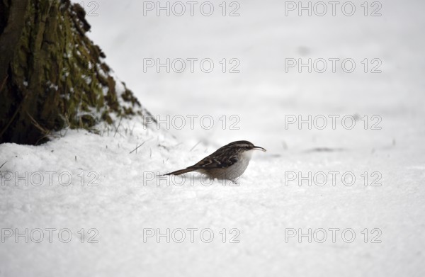 Treecreeper, (Certhia) in the snow, winter, Schleswig-Holstein, Germany