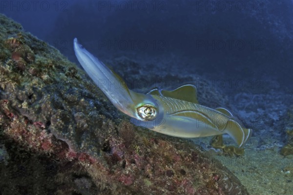Underwater photo Close-up of large-fin reef squid (Sepioteuthis lessoniana) Squid Cephalopod squid