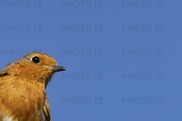 European robin (Erithacus rubecula) adult garden bird head portrait, Suffolk, England, United