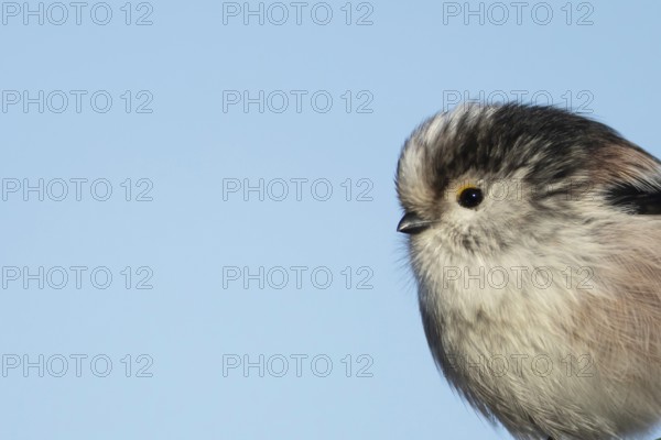 Long tailed tit (Aegithalos caudatus) adult garden bird head portrait, Suffolk, England, United